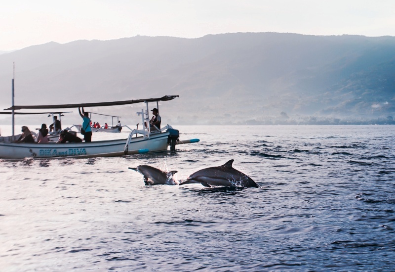 dolphin
